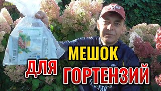 Вот почему Соцветия гортензий коричневеют и засыхают и чем им можно помочь 🌺 #garden 