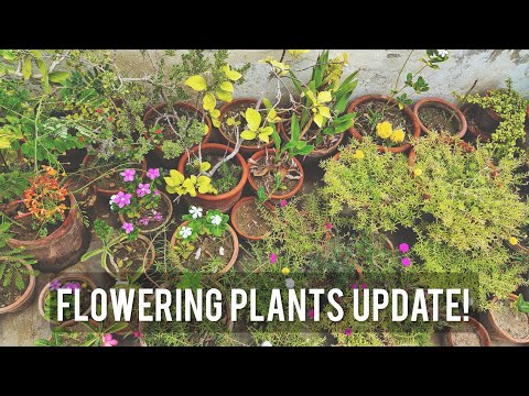 Watch These Flowers Take Over My Garden - Flower Update