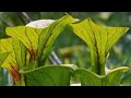 Carnivorous Plants: Trumpet Pitchers and Venus Flytraps