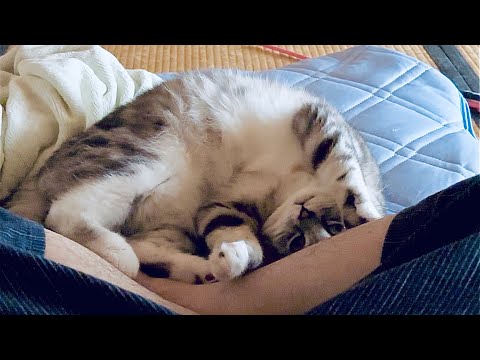 この動画を見ちゃうと猫を飼いたくなっちゃいます