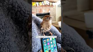 This girl rescued a baby sparrow tangled in garden netting and then…