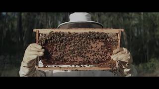 GREENPEACE "La Firma de las Abejas"