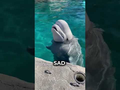 Why Did The Beluga Smile Only At Him?