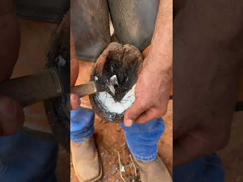 Esse casco estava enorme em #cascos #cavalo #viralvideo #ferradura