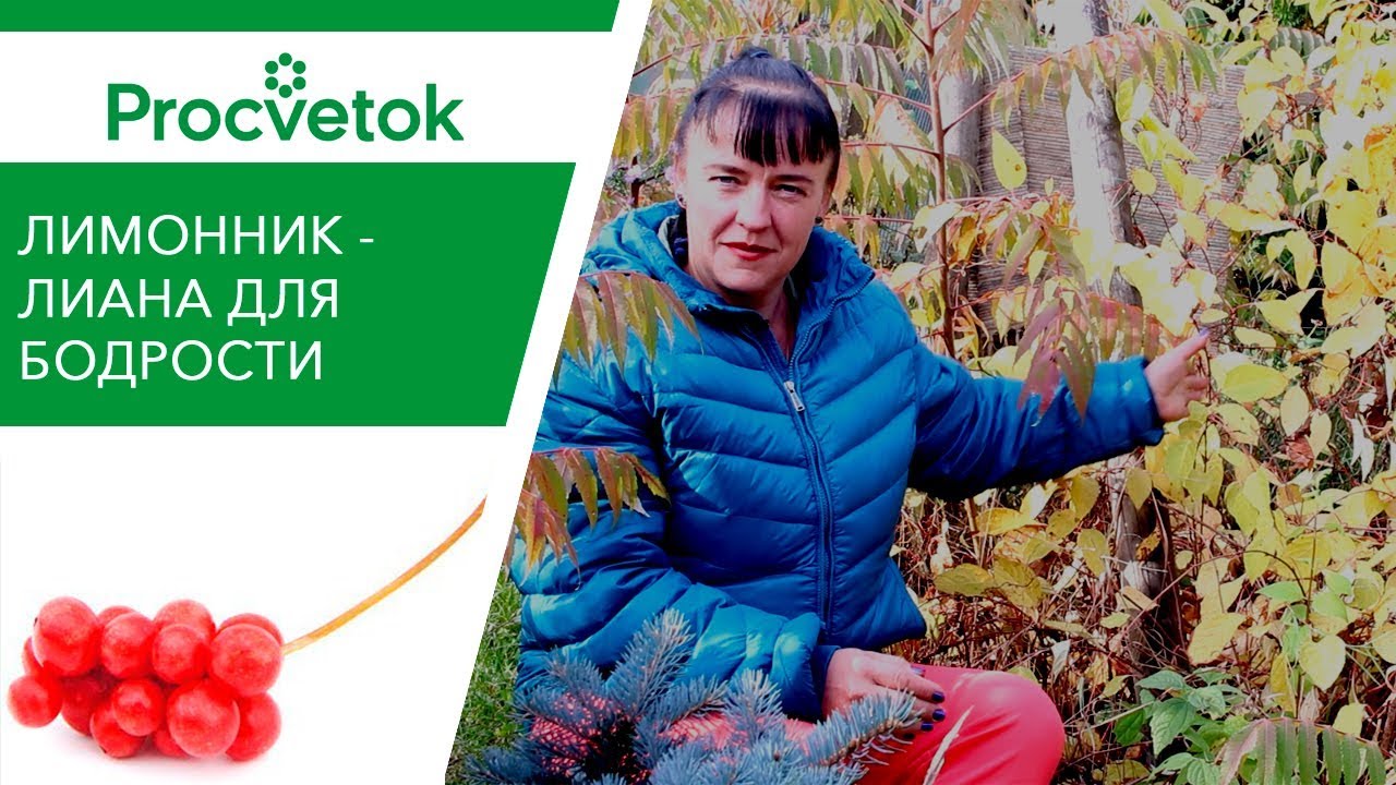 Лучше, чем кофе! Лимонник китайский - заряд бодрости на весь день!