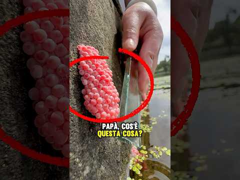 Papà, cos’è questa cosa? Si può mangiare?  😋