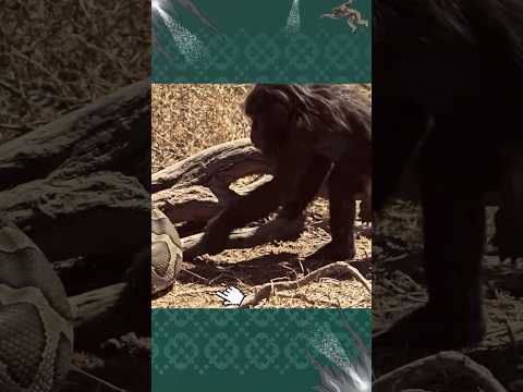 غوريلا يساعد ثم يضرب الثعبان ! مشهد عجيب #animals #wildlife