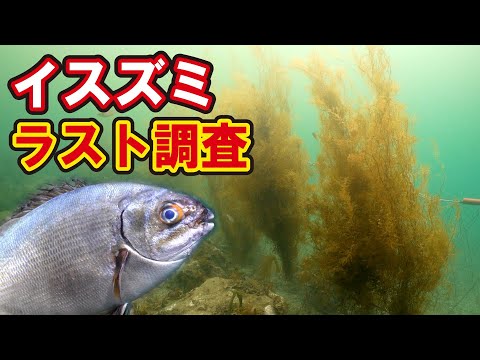 最後の海藻で決戦！イスズミの生態に迫るラスト調査