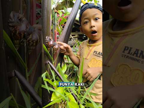 Bekicot Gak Punya Kaki, Tapi Bisa Manjat Pohon?!