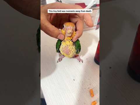 This tiny bird was moments away from death #babybird #birdrescue