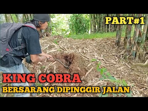 KING COBRA BERSARANG DI PINGGIR JALAN SAMPAI KELEWAS