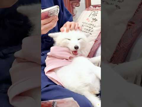 A couple found a lost fox in the mountains, and then... #animals #Friendship #Us