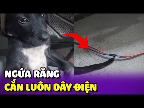 Thanh niên ngứa răng cắn luôn dây điện mà vẫn không sao