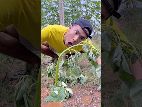 Hidupkan Tanaman Sebelum Matahari Terbenam