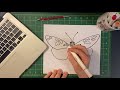 Scientific Illustration of Butterflies