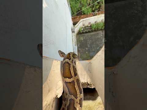 मेरे मुन्ने भूल ना जाना तू अपना फर्ज निभाना 😱@Panchal_Ji_Snake_Expert #shorts