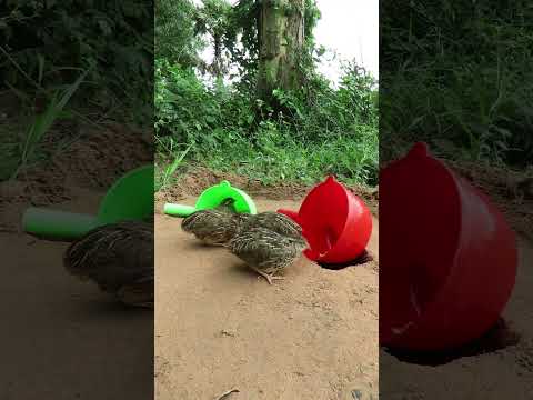 Amazing Bird Trap Using plastic resin #shorts #create #traps