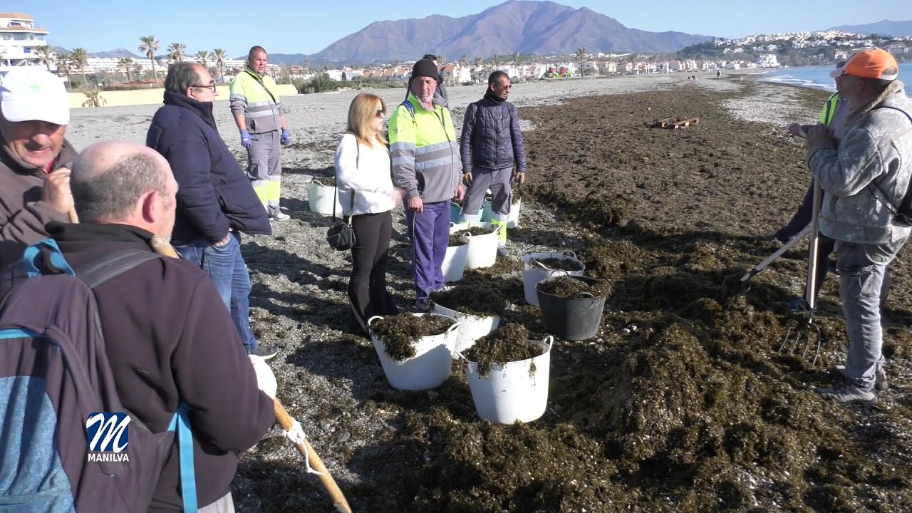 Limpieza de algas en las playas de Sabinillas