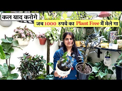 कल याद करोगे जब 1000 रुपये का Plant Free मैं मेले गा आज सही मौका है ये 5 Plants लेने का !