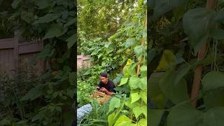 🌱 Garden-to-table calming morning harvest!