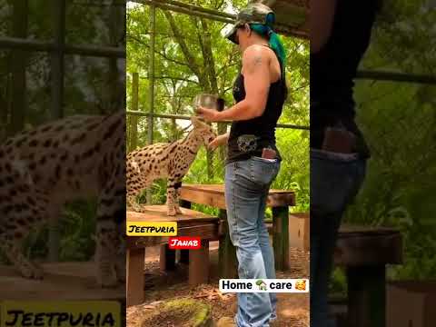 Jaguar 🐆 Cat Lover❤️