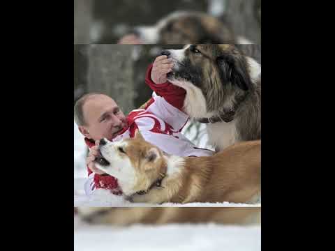why putin refuse male akita dog gift from Japan#shots