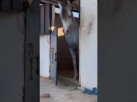 chased by a big horse 😱🐴