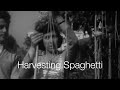 Spaghetti Harvest and Cultivation Insights