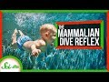 Understanding the Mammalian Dive Reflex