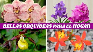 10 Hermosas Orquídeas para Cultivar en Casa