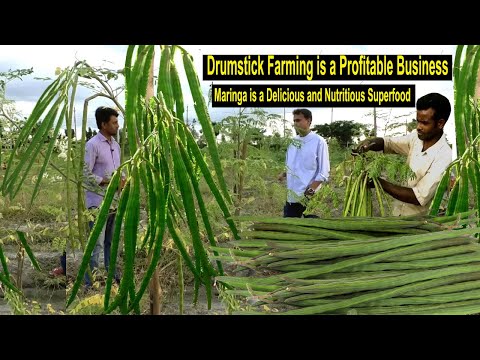 Drumstick Farming - How to Start a Business Moringa Farm - How to Grow Moringa - Superfood Moringa