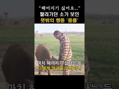 팔려가던 소가 주인에게 보인 '뜻밖의 행동' #shorts