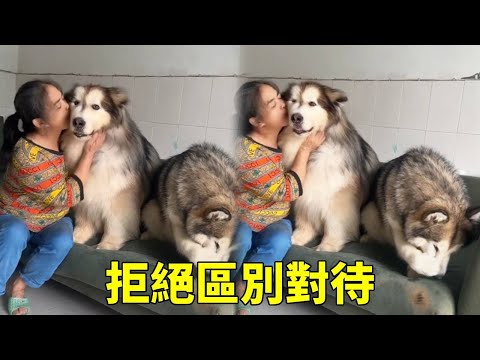 狗狗们什么都懂，所以不要区别对待，它们真的会很难过！【梁彬家的汪星人】