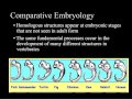Evidence for Evolution Quiz