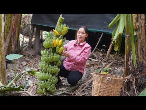 Daily work, Harvesting ripe bananas and selling with the baby, Forest life