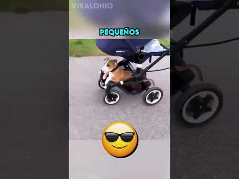 Perrito viaja en Coche para bebé