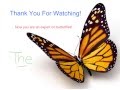Butterfly Life Cycle Questions