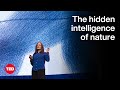 Exploring Nature's Hidden Patterns