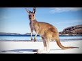 Kangaroo Behavior and Characteristics