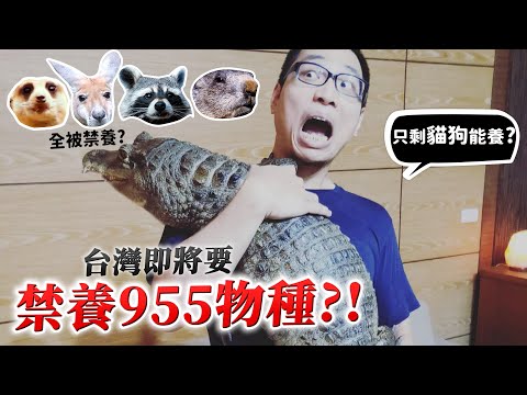 台灣即將禁養955物種!鱷魚.狐獴.袋鼠.浣熊.鱷龜.近千種被禁養?引發爭議?未來只剩狗貓能養了嗎?最新協商發展?【許伯簡芝】