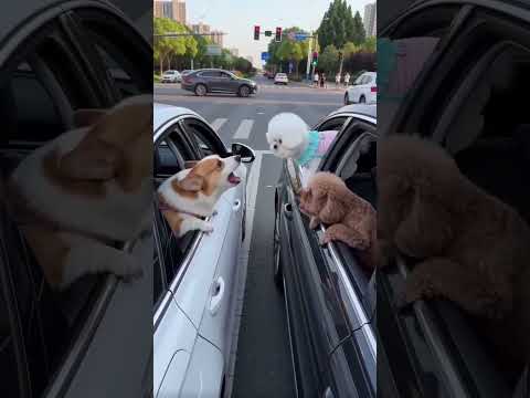 # ไม่เชื่อฟังใช่ไหมดื้อนัก