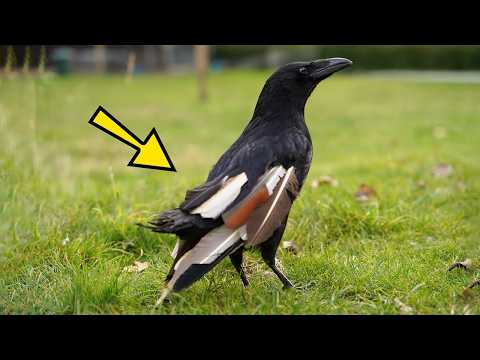 飛べなかったカラスと人工の翼 〜人間が作った羽根で叶えた奇跡の飛行〜