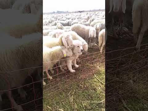 Farm dog🤣🤣#dog#dogvideos #funnydog#fyp