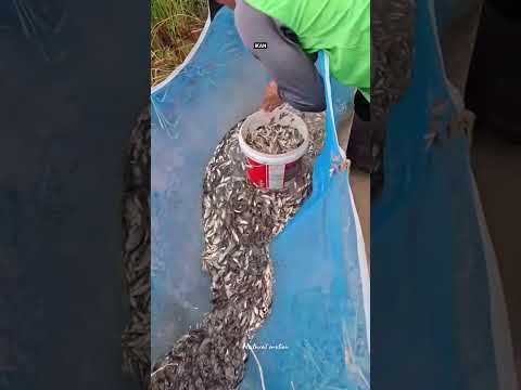 tingkat kehilangan bibit ikan nila di indonesia #naturalmotion