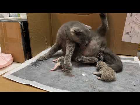 Meow Kittens: Mother cat gave birth to a kitten.