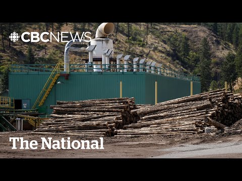 YouTube video thumbnail: U.S. Tariffs Punishing B.C. Lumber Sector