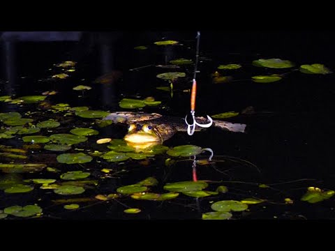 生き物系ウシガエル取り対決！！