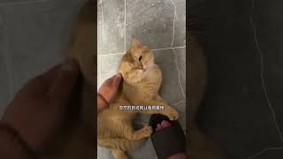 【#PuPu噗噗】我到底该怎么办呢 #猫咪的迷惑行为 #铲屎官的乐趣