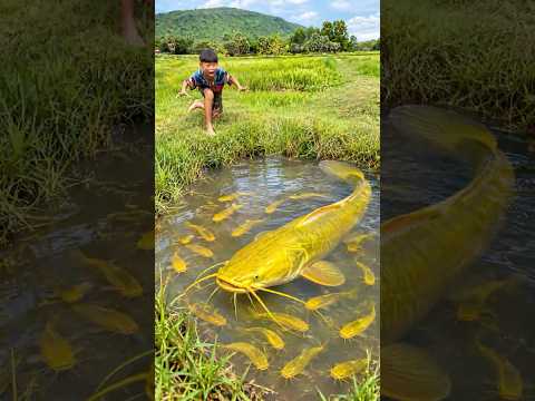 Survival Skills: SIMPLE and USEFUL with Fish trapping tool #survival #bushcraft #fishing
