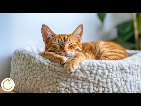 Music for Cats with Anxiety, Stress, Depression + Sleep Issues 🐱💤